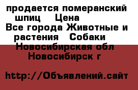 продается померанский шпиц  › Цена ­ 35 000 - Все города Животные и растения » Собаки   . Новосибирская обл.,Новосибирск г.